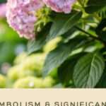 Signification spirituelle de l’hortensia : symboles et interprétations