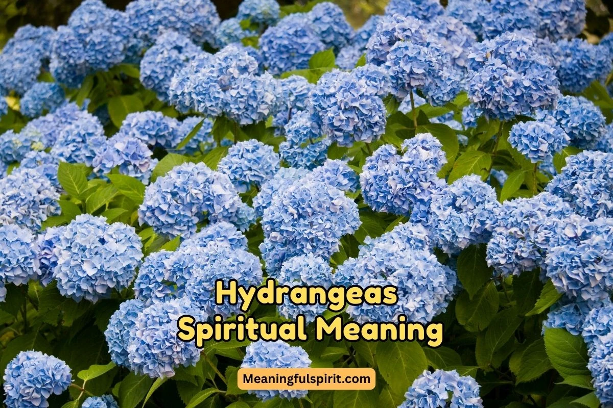 découvrez la signification spirituelle de l'hortensia, symbole de gratitude, d'émotions profondes et de transformation intérieure.