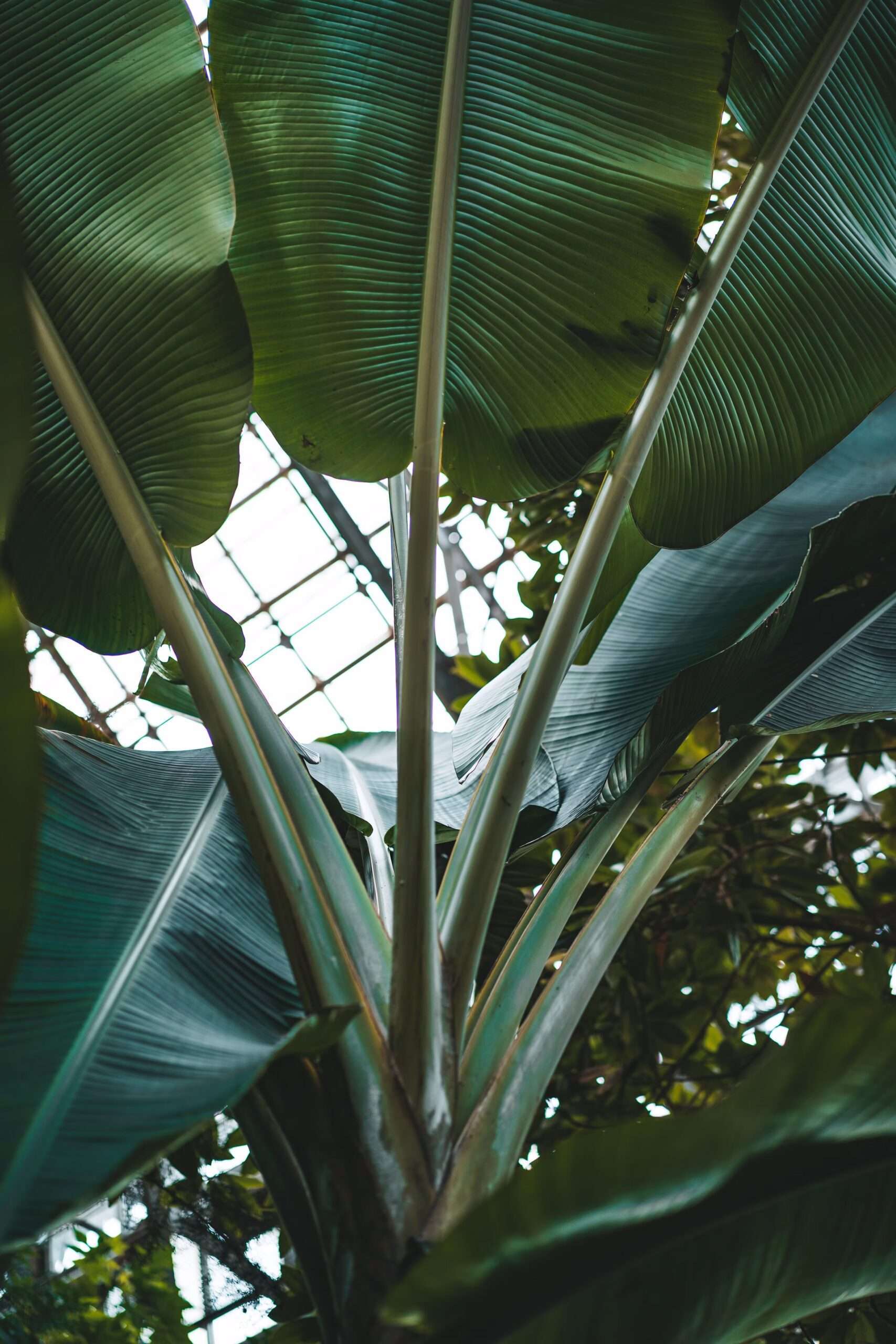 découvrez notre sélection de grandes plantes vertes feuillues, idéales pour apporter fraîcheur et élégance à votre intérieur ou jardin.