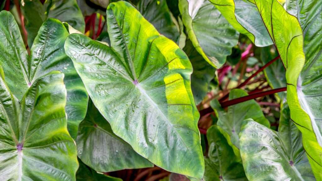 découvrez une sélection de grandes plantes vertes à feuilles larges pour embellir votre intérieur et purifier l'air de votre maison.