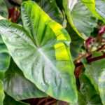 Tout savoir sur les plantes vertes à grandes feuilles pour décorer votre intérieur