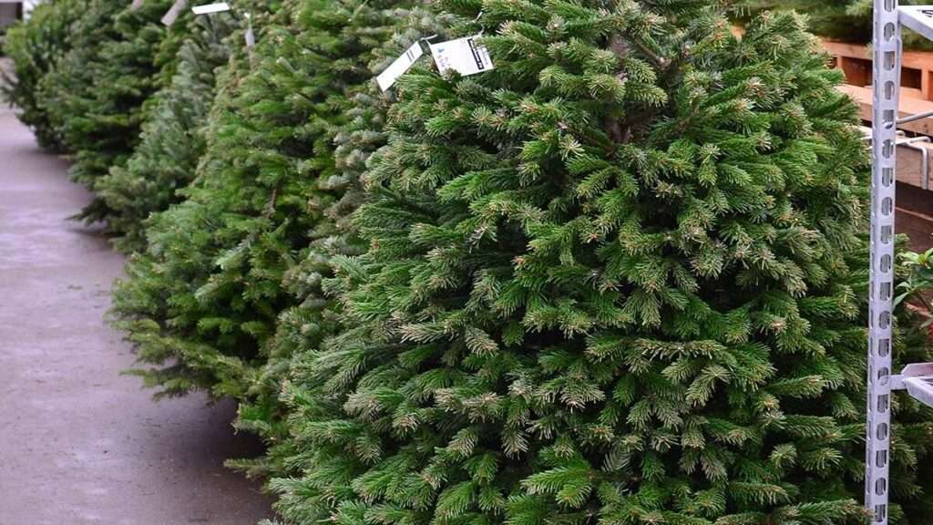 découvrez les prévisions et tendances des prix du sapin nordmann en  pour bien planifier vos achats de noël.