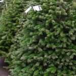 Quel est le prix d&rsquo;un sapin nordmann en 2026 ?