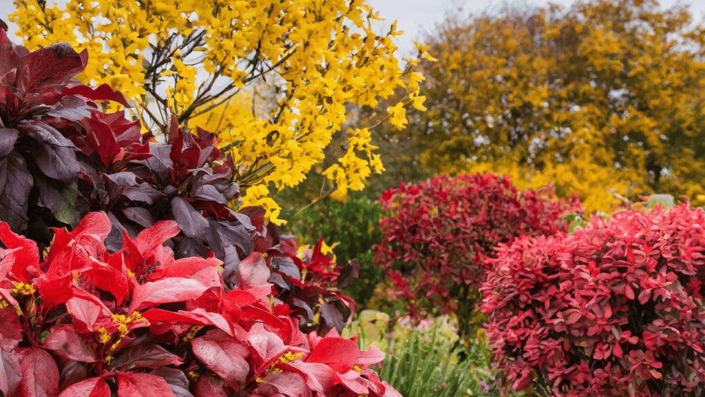 découvrez notre sélection d'arbustes à feuilles rouges pour apporter couleur et élégance à votre jardin toute l'année.