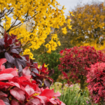 Découvrez les arbustes à feuilles rouges : variétés, conseils et entretien