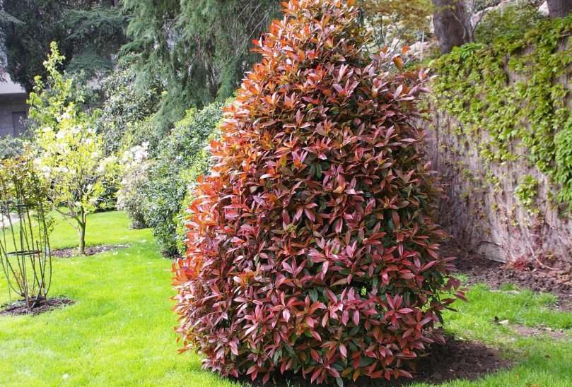 découvrez notre sélection d'arbustes à feuilles rouges, parfaits pour égayer votre jardin avec des couleurs vives et variées tout au long de l'année.