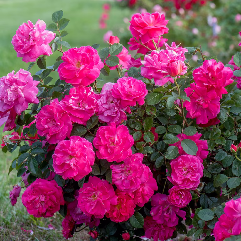 découvrez notre sélection de rosiers élégants, parfaits pour embellir votre jardin avec leurs fleurs colorées et parfumées.