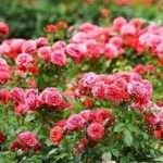 Rosier grande fleur : choisir, cultiver et entretenir cette variété élégante