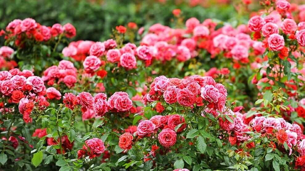 découvrez nos conseils pour cultiver et entretenir votre rosier, une plante idéale pour apporter couleur et fragrance à votre jardin.