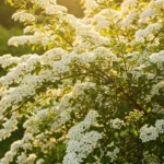 Tout savoir sur les arbustes à fleurs blanches et leur entretien