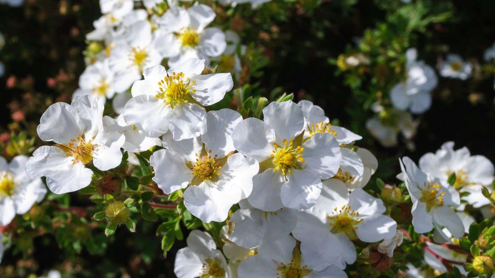 découvrez comment prendre soin des arbustes à fleurs blanches pour un jardin éclatant toute l'année grâce à nos conseils d'entretien simples et efficaces.