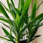 Comment identifier et soigner un yucca malade : guide pratique