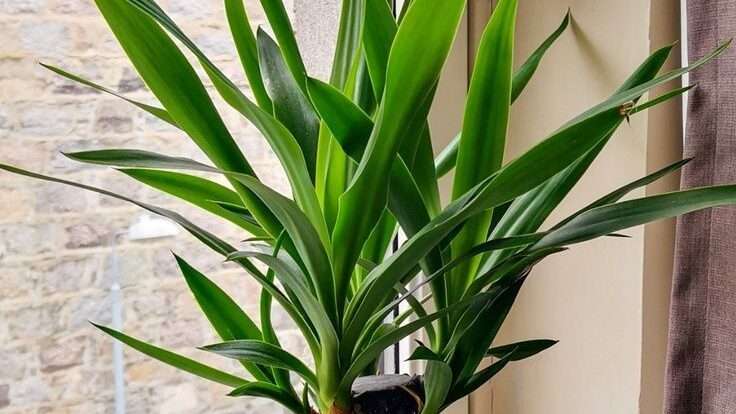 découvrez les conseils essentiels pour prendre soin de votre yucca, une plante d'intérieur résistante et décorative. guide complet d'arrosage, éclairage et entretien.