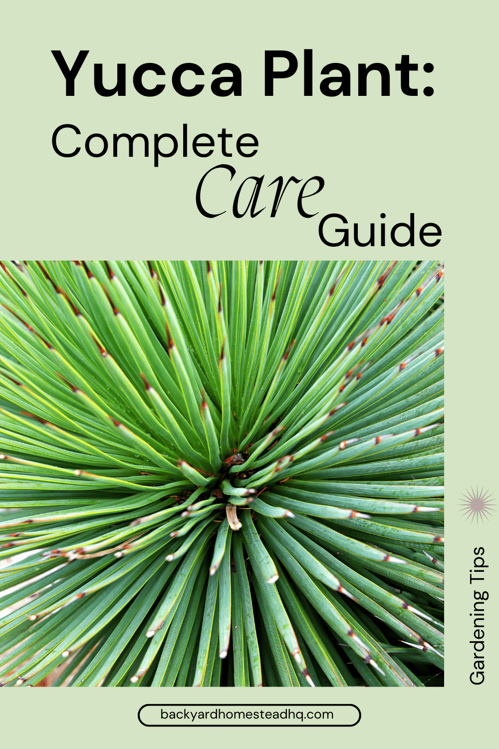 apprenez à prendre soin de votre yucca avec nos conseils simples et efficaces pour un plant sain et robuste.