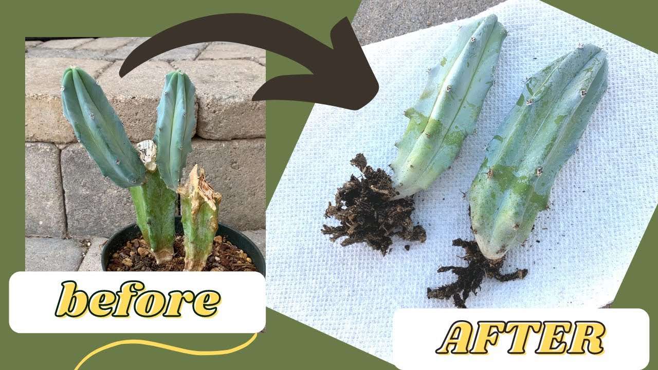 découvrez les meilleures méthodes de propagation des cactus pour multiplier facilement vos plantes succulentes et embellir votre jardin.
