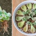 Bouturage des cactus : méthodes simples pour réussir facilement