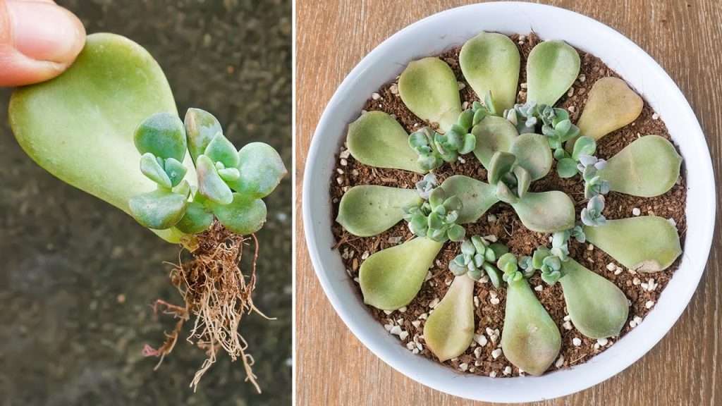 apprenez les meilleures techniques de propagation des cactus pour multiplier facilement vos plantes succulentes et embellir votre jardin.