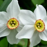 Tout savoir sur le narcissus : culture, soins et variétés