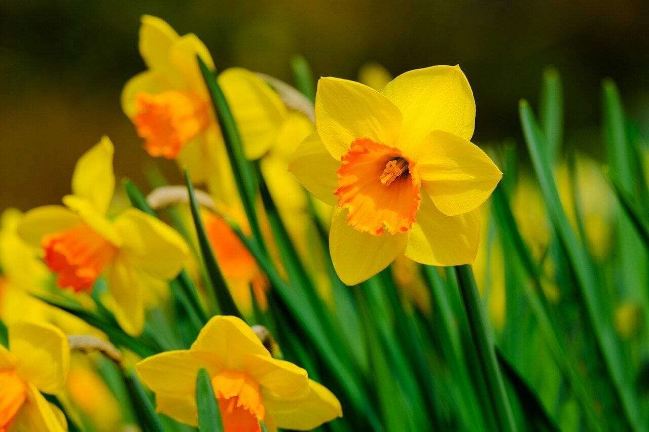 découvrez tout sur narcissus, la plante élégante aux fleurs éclatantes, symbole de renouveau et de beauté printanière.