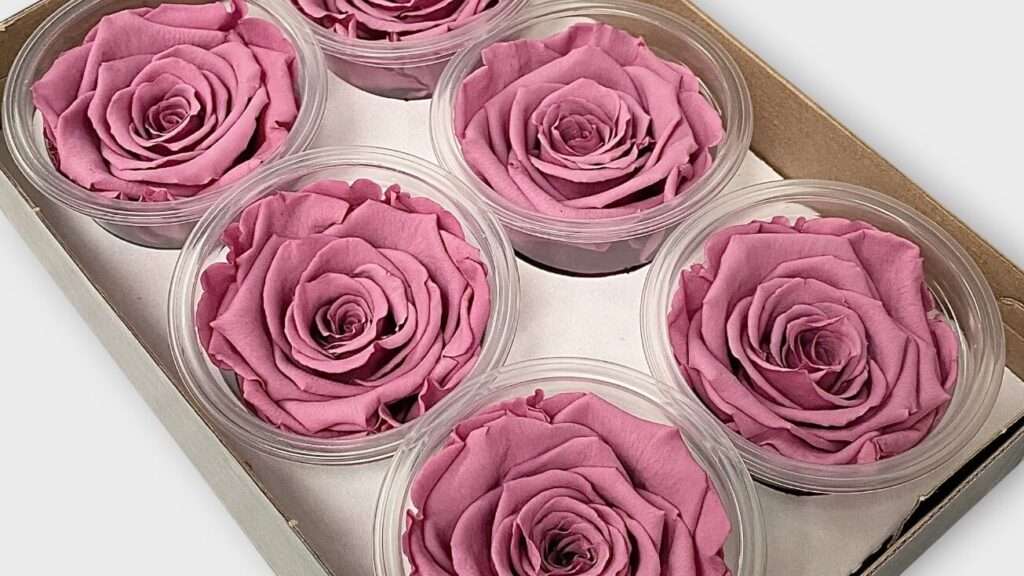 découvrez la rose éternelle, une fleur préservée qui conserve sa beauté naturelle pendant des années sans entretien, idéale pour un cadeau ou une décoration élégante.