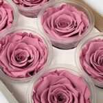 Rose éternelle sous cloche : guide complet pour choisir et entretenir cette décoration durable