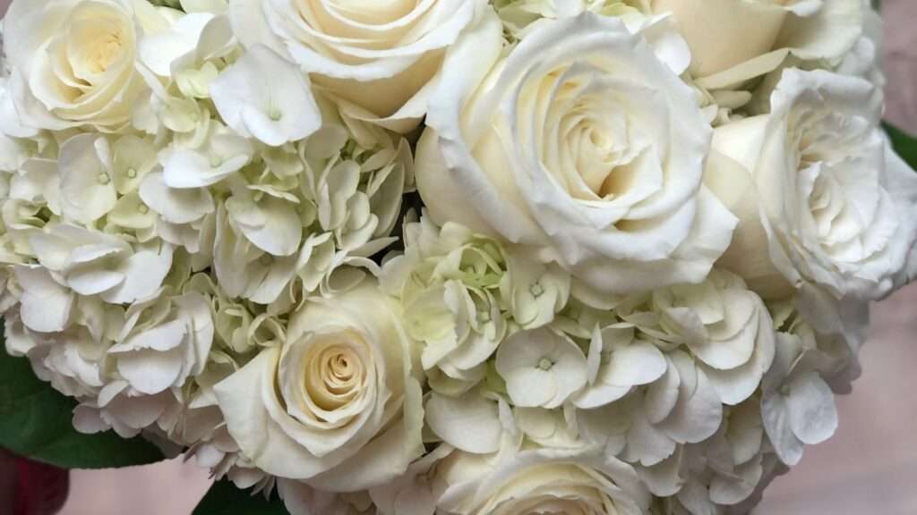découvrez notre bouquet de roses blanches élégantes, parfait pour exprimer pureté et élégance lors de toutes vos occasions spéciales.